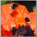 Hummeln am tuerkischen Mohn 04.jpg